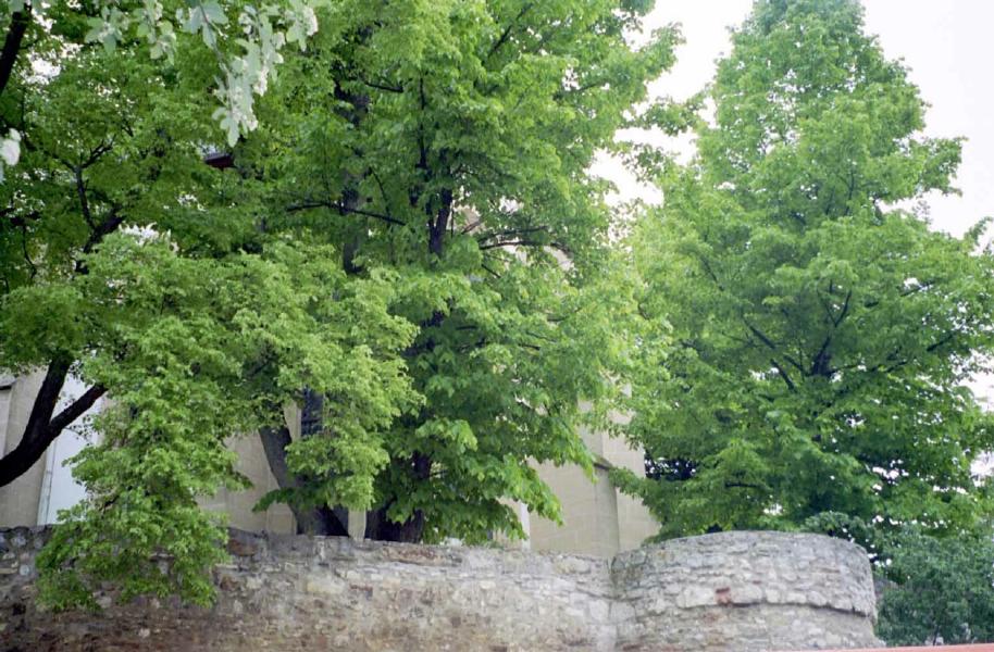Mariä Himmelfahrt, die katholische Kirche von Undenheim, Mai 2004